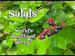 Salal Berries: World's Healthiest Berry?