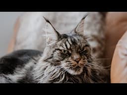 Are Maine Coons Mean? #MaineCoon Monday 19