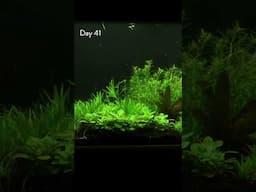 Amazing Aquarium Timelapse!