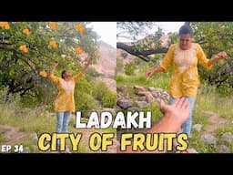 We found Free Fruits in Ladakh while camping ⎜Car Camping ⎜not solo camping ⎜@Pahaddiprindey