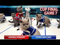 CAT KITTENS PLAYING HOCKEY CUP FINAL GAME! [PREVIEW] British Shorthair Blue Cats