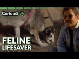 Meet the Orphaned Cat Rescuer Dog | Dogs With Jobs