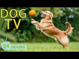 DOG TV: Best Videos to Entertain Dogs & Reduce Anxiety When Home Alone - Relaxing Music for Dogs