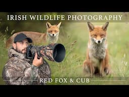 Red Fox & Cubs *WOW* (Irish Wildlife Photography) (Nikon Z6 II - Sigma 150-600mm contemporary)