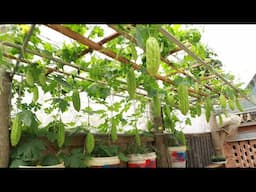 Growing hanging bitter melon garden from plastic containers for high yield