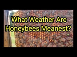 What Weather Are Honeybees Meanest?