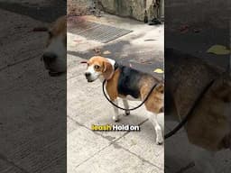 Never make this mistake with your Beagle!