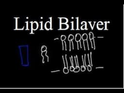 How lipid Self Assemble to form a lipid bilayer or membrane?