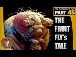 The Fruit Fly's Tale