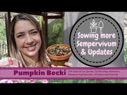 Sowing more Sempervivum seeds plus update!