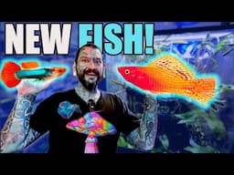 UNBOXING COLOURFUL LIVE FISH FOR MY AQUARIUM STORE!