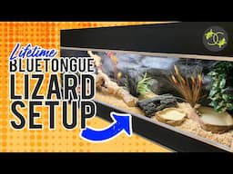 How To Setup a Blue Tongue lizard Enclosure - Cookies Critters - 2021