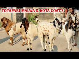 Totapari Malwa & Malwa Ka Shandaar Collection At Nadir Goat Farm