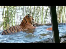 Tigers Pumpkins and Pools