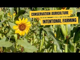 How Conservation Agriculture offers sustainable solutions for farmers - Docu