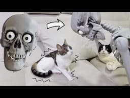 Mr. Skeleton's Visit. Cats' Reaction / Halloween