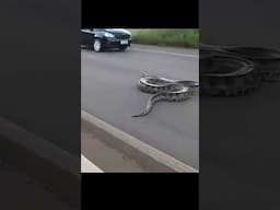 big🐍 anaconda snake create traffic halt big snake cross the road #shorts