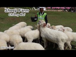 I Visited a Sheep Farm Where The Sheep Eat Carrots And Get A Shower Every Morning.