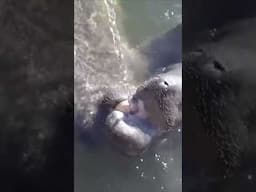 Manatees fed water through....a Hose?