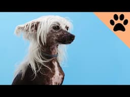 Ugliest Dog Breeds