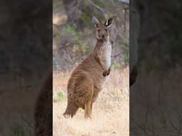 Every species of kangaroo! #australia #kangaroo