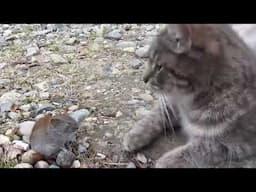 cat kisses a mouse