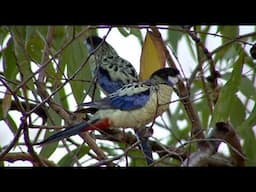 Australian Birds Birding Northern Territory Pt 3 KAKADU by Alana and Greg Dare