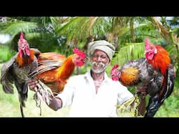 FIGHTING CHICKEN BIRYANI |சண்டை சேவல் பிரியாணி  | Grandpa Cooking Show