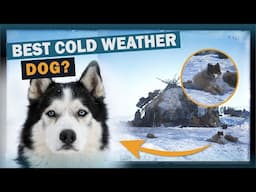 Cold Weather Canines | Talkin' Dogs | CKC