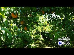 Colorado Experience: Palisade Peaches