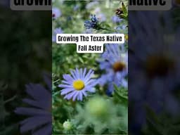 Grow Texas Native Fall Aster for a STUNNING Fall Display #gardening #texasnativeplants