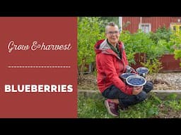 Grow and harvest blueberries