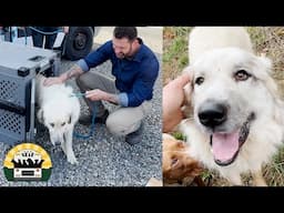 It only took four days and Bert is already off the leash on pack walks! | The Asher House