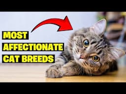 Top 10 Most Affectionate Cat Breeds of 2024