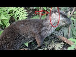 How to Make an Otter Trap. |DIY|