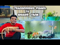 Transferring Fishes to Bigger Aquarium | 5 Feet Aquarium | Monster Fish Tank | 5x2 feet aquarium