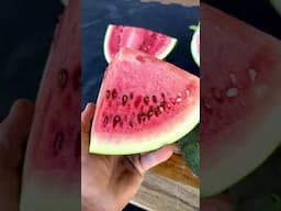 Growing Seeded Watermelons 🍉 (2 of 3)