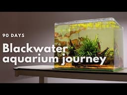 90 days | Black Water Aquarium Journey