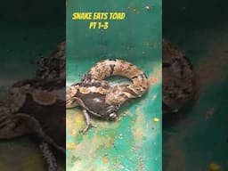 Snake Eats Toad 1-3 #nature