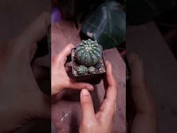 Repotting Ornamental Plants Using Cactus Soil Mix