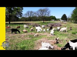 Spending the Morning with Kiko Goats