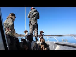 Mink Hunting in the Islands of Breiðafjörður with Vargurinn and Wildman G. Pest control