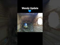 Wendy Update :) Busy Birdy ! #birds #nest #birdslover #nesting #nestbox #shorts #viral