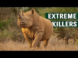 Deadly Apex Stand Off: Tiger Comes Face To Face with A Rhino