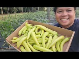 Quick Tip on Harvesting Peppers | Gardening in Kentucky