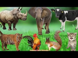 Animals and Their Food: Squirrel, Chicken, Elephant, Cow, Tiger - Animal Videos