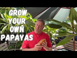 Growing Tropical Papayas in California