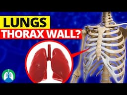 THIS is What Holds the Lungs to the Thorax Wall?