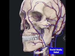 Anatomía de craneo y cara