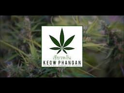 Keow Phangan - The Original Cannabis of Phangan